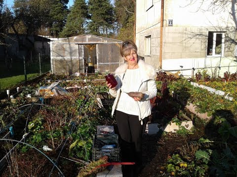 Видео: огород 14 ноября .