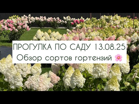 Видео: Прогулка по саду 13.08.25. Обзор сортов гортензий. 