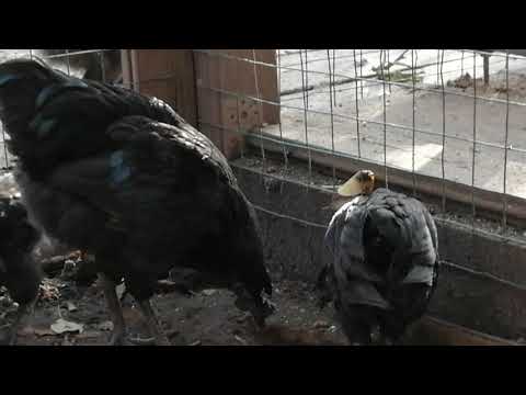 Видео: Ухей Илюй и итоги Двухлетнего содержания.