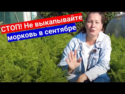 Видео: Когда убирать морковь и как подготовить грядки  для следующего года