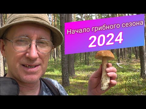 Видео: По грибы. Начало сезона 2024