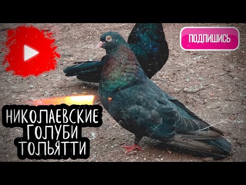 Видео: Николаевские мраморные голуби Дмитрия в Тольятти. тел +7 (987) 986-38-22.