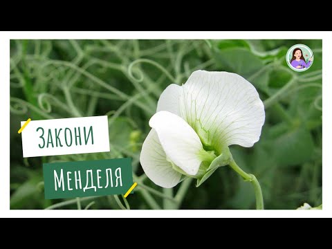 Видео: Закони Менделя