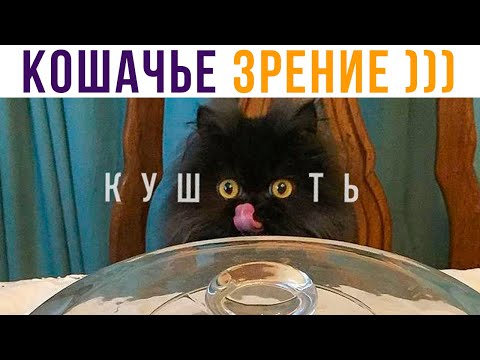 Видео: Кошачье зрение))) Лоооол))) Приколы с котами | Мемозг 668