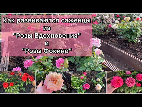 Видео: Сравниваю саженцы / Розы Вдохновения / Розы Фокино /