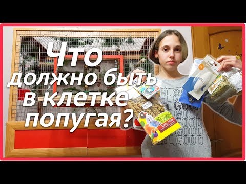 Видео: Что должно быть в клетке попугая? Покупки из зоомагазина. | Рокки Life