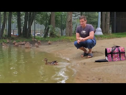 Видео: УТОЧКА. ВЫПУСК