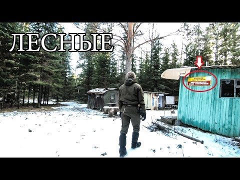 Видео: ЛЕСНАЯ ИЗБА ПОД ЗАПРЕТОМ | НАС ТАМ НЕ ЖДАЛИ - ночь в лесу под открытым небом