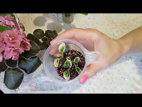Видео: Детки фиалок: Главный секрет роста. Мой опыт. Фиалки у Алисы.
