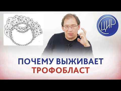 Видео: Трофобласт. Почему выживает трофобласт. Подсадка кожного лоскута и лимфоцитоиммунотерапия (ЛИТ)