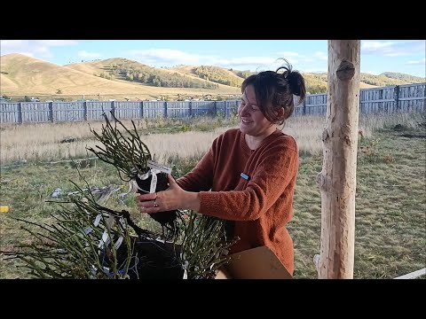 Видео: Розы Вдохновения. Распаковка осеннего заказа|Укладка в прикоп в пакетах