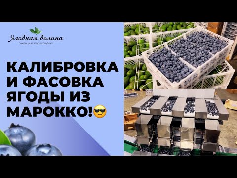 Видео: Как наши клиенты осваивают оборудование для калибровки и фасовки ягоды
