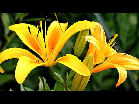 Видео: Успокаивающая музыка лечит болезни сердца и полезна для сосудов🌿Музыка полезна и полезна для душ #08