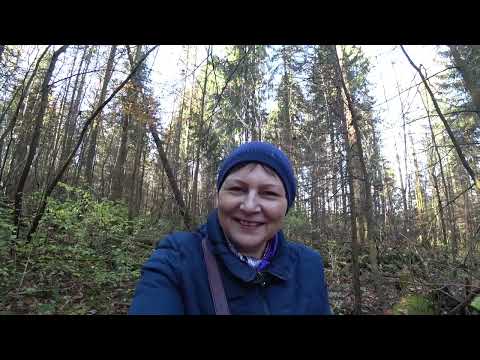 Видео: Прогулка в осенний лес, привал, рядовки и фламмулина. Пермь.7 окт 2025