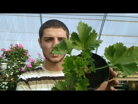 Видео: ЗИМОВКА ПЕЛАРГОНИИ - УХОД, ТЕМПЕРАТУРА, ПОЛИВ, ОБРЕЗКА