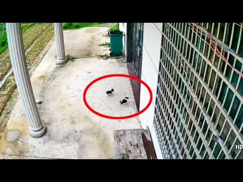 Видео: В пустующий дом пришли два щенка и остались там жить!