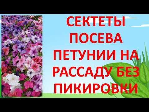 Видео: СЕКРЕТЫ ПОСЕВА ПЕТУНИИ БЕЗ ПИКИРОВКИ. Как посеять семена петунии. Выращивание петунии.