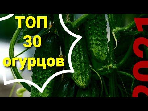 Видео: ЛУЧШИЕ СОРТА ОГУРЦОВ 2021