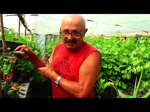 Видео: Вегетирующие саженцы винограда летом: как с пользой  поступить с ними1