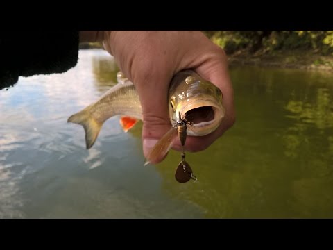Видео: Голавль на р. Десна или хорошая рыбалка.