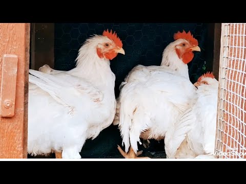 Видео: ‼️ В УМЕЛЫХ РУКАХ И ЛОЖКА - БАЛАЛАЙКА 🎸 / ВЫГОДНО ЛИ 💰/ КРУЧУСЬ КАК МОГУ🌀 /