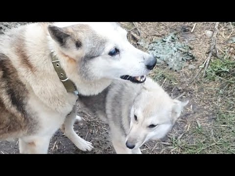 Видео: Всего по чуть-чуть 