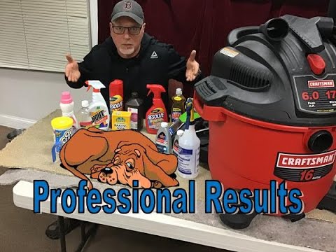 Видео: Как удалить запах мочи с ковра