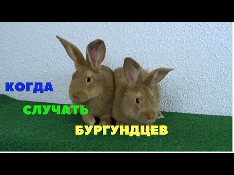 Видео: В каком возрасте и при какой массе случать бургундских кроликов