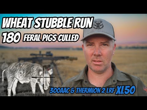 Видео: Забег по пшеничной стерне || Стрельба по диким кабанам || Винтовка 300AAC и Thermion 2 LRF XL50 |...