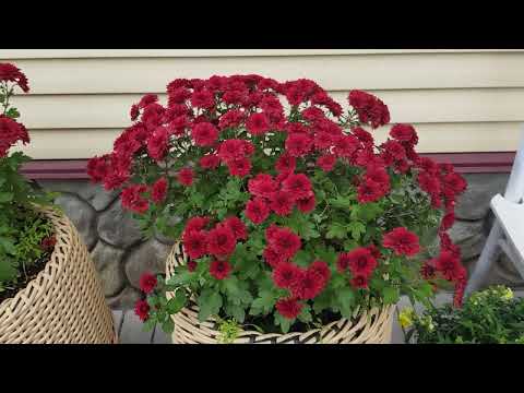 Видео: Готовлю сад к зиме. Розы,  гортензии