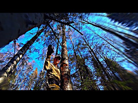 Видео: Искал искал, и НАШЁЛ!!! Поиск и сбор чаги осенью.