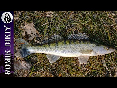 Видео: Открыл летнюю рыбалку. Судак спиннингом