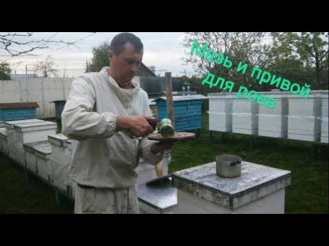 Видео: Мазь и привой для ловли роев. Пчеловодство 34.