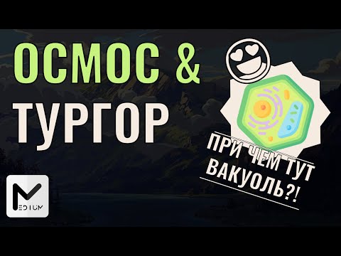 Видео: Осмос & Тургор для ЕГЭ по биологии