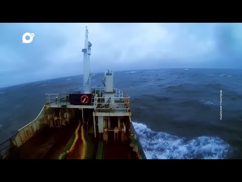 Видео: Морская / Гребешок на вырост / 30.05.24