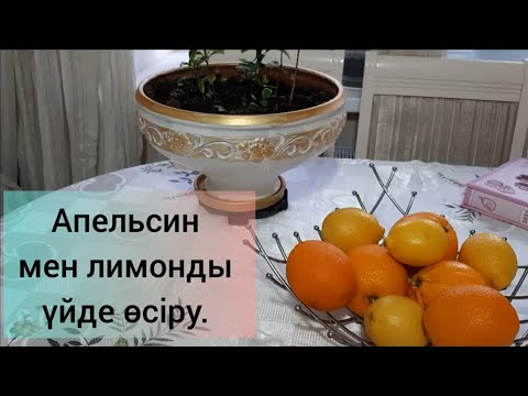 Видео: Лимон, апельсин, мандаринді үйде өсіру. #цитрус #лимон #апельсин #лимондыүйдеөсіру #лимонөсіру