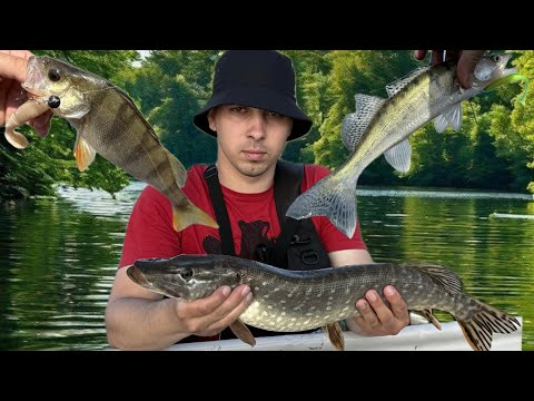 Видео: Риболовля перші дні Літа.Ставок Самостріли Щука Судак Окунь.