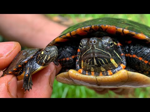 Видео: ЛУЧШАЯ домашняя черепаха!? Расписные черепахи, информация и видео по уходу
