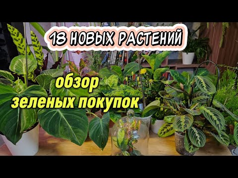 Видео: 18 новых растений: необычные и популярные приобретения для коллекции