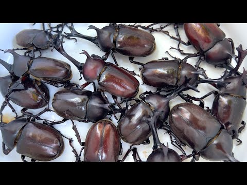 Видео: Beetle Festa 2024 Большое количество японских жуков [жуков и жуков-оленей]