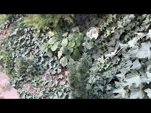 Видео: Тис ягодный