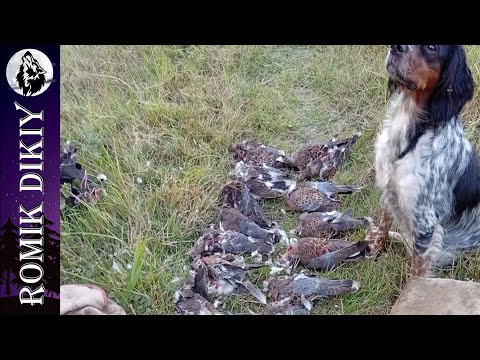 Видео: Завершающая охота на горлицу. Шикарная вечерка.