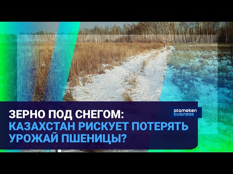 Видео: Зерно под снегом: Казахстан рискует потерять урожай пшеницы? / Время говорить / 13.11.24