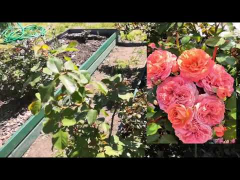 Видео: Розы , которые лучше всех перенесли майские заморозки в моем саду.