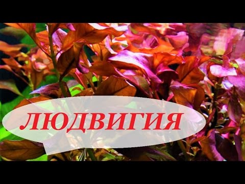 Видео: Людвигия в аквариуме, ползучая, рубин, болотная, содержание, как сажать. Аквариумные растения