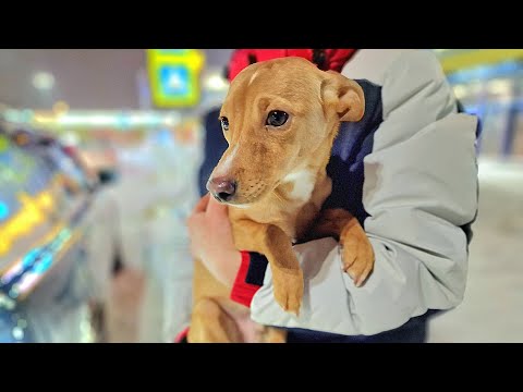 Видео: Щенок найденный в морозы на улице оказался болен / спасаем Стёпку /Animal Shelter / Puppy Rescue