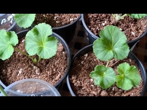 Видео: 5 часть. Продолжаю показывать как растут пересаженные детки,  укоренённые от листа пеларгонии ..