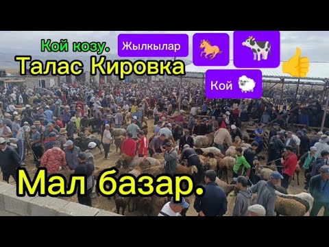 Видео: Талас Кировка мал базары 02.08.2025 #Талас#Кировка#мал#базары.#Уй,#Кой,#Жылкы ж.н.б 