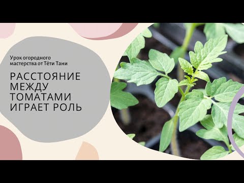 Видео: 806. Как расставить томаты, чтобы были крепкими.