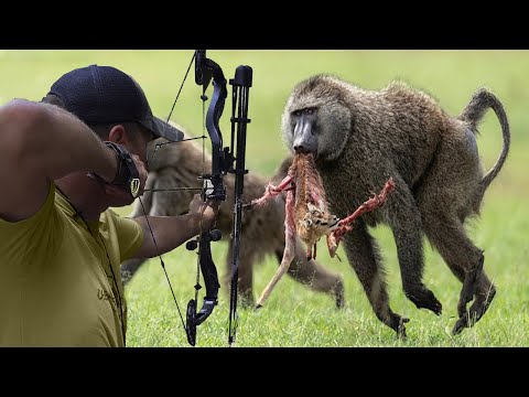 Видео: Охота на бабуинов со стрелой 👍😍🔥🔥 Часть 4